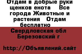 Отдам в добрые руки щенков енота. - Все города Животные и растения » Отдам бесплатно   . Свердловская обл.,Березовский г.